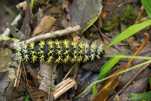 funny little caterpillar