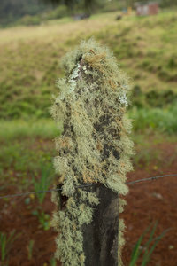 moss on a post