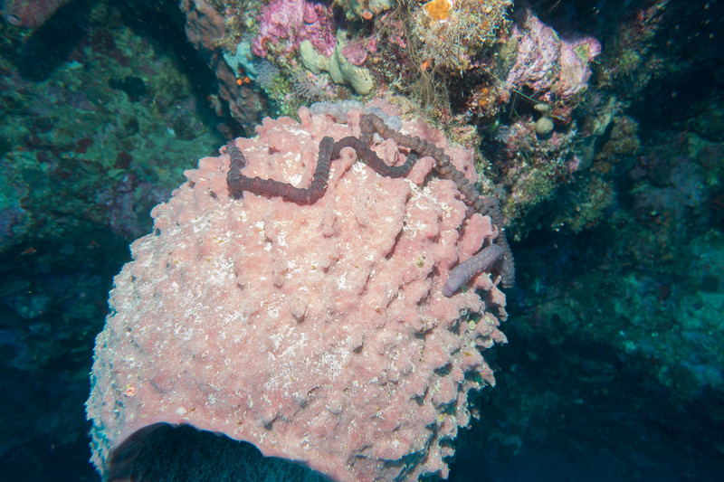 some creature on a sponge