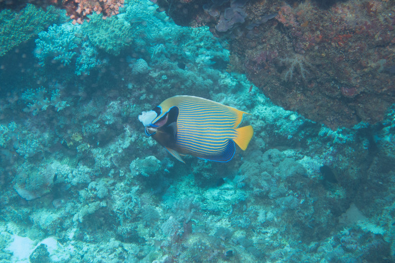 cleaner wrasse and emperor angelfish
