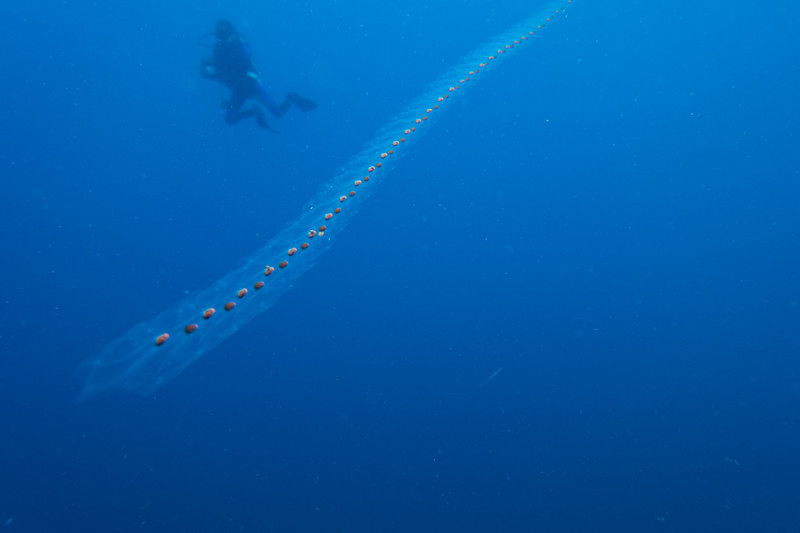 In the blue - a colony of salp
