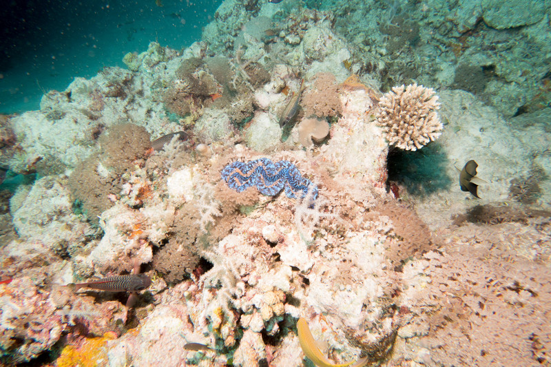 a giant clam