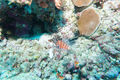 beautiful lionfish