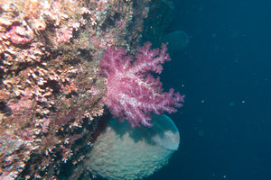 beautiful soft coral