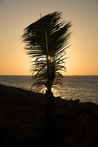 sunset against a palm tree