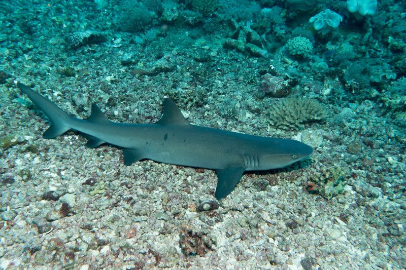 whitetip reef shark resting at the bottom
