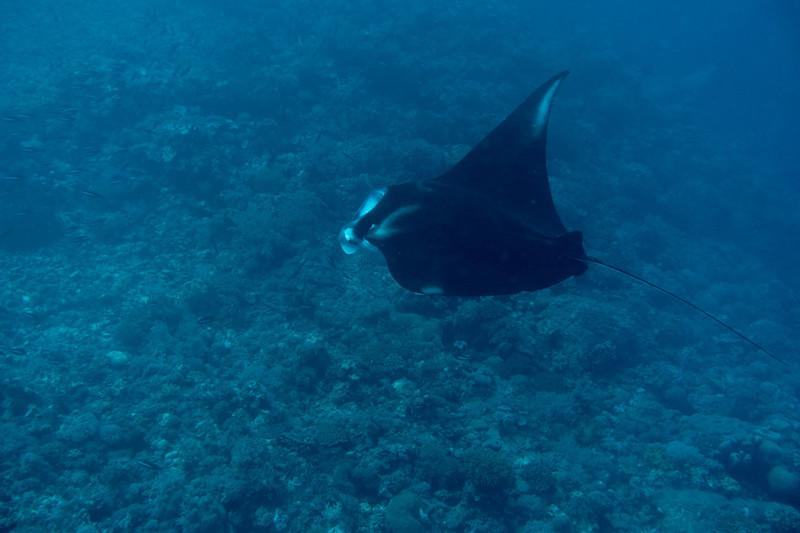 elegantly gliding manta ray