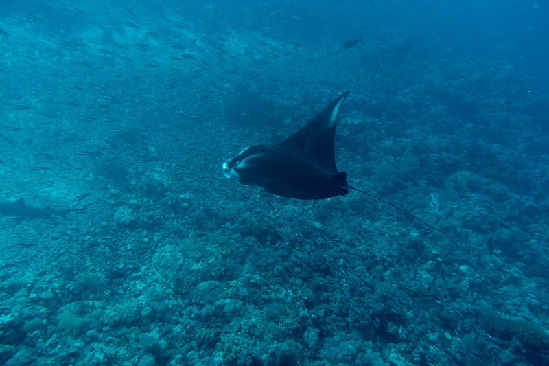 elegantly gliding manta ray