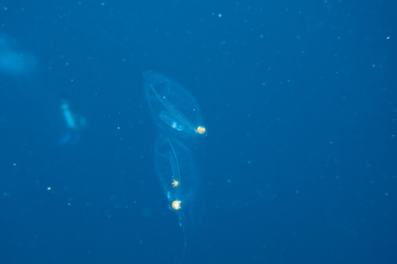 Salp or jellyfish