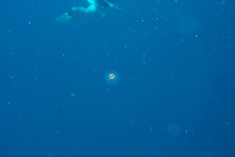 tiny jellyfish