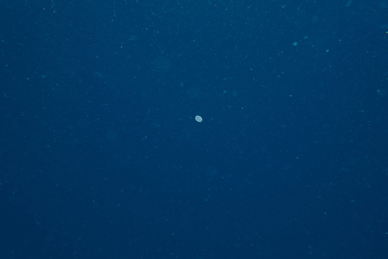 plancton with a framework like an egg