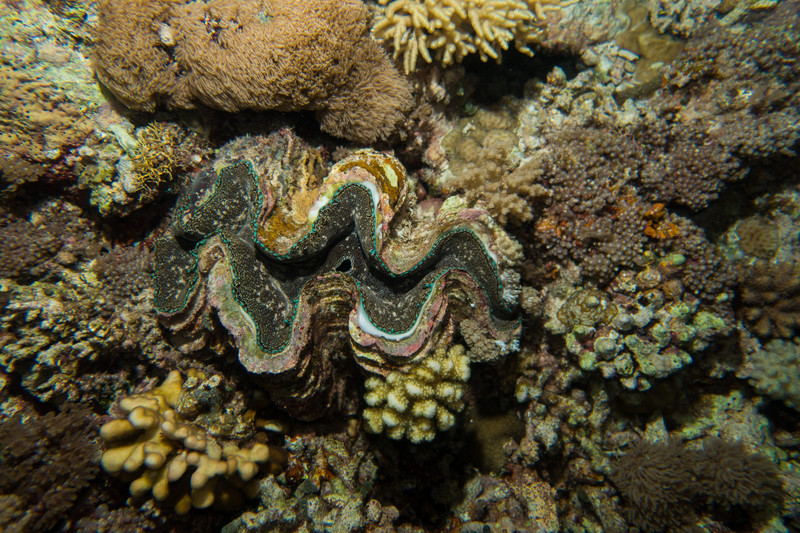 giant clam