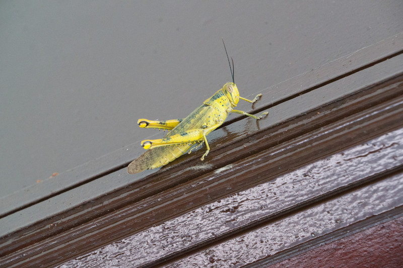 wonderful grashopper