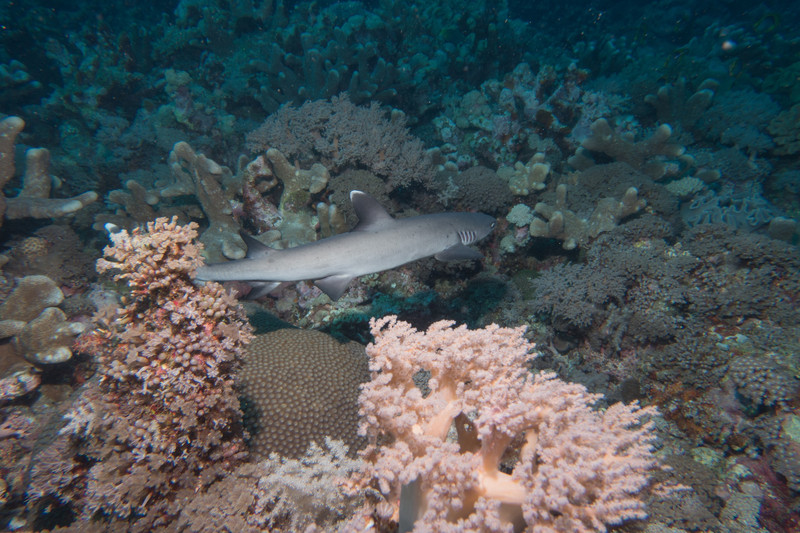 juvenile whitetip reef shark