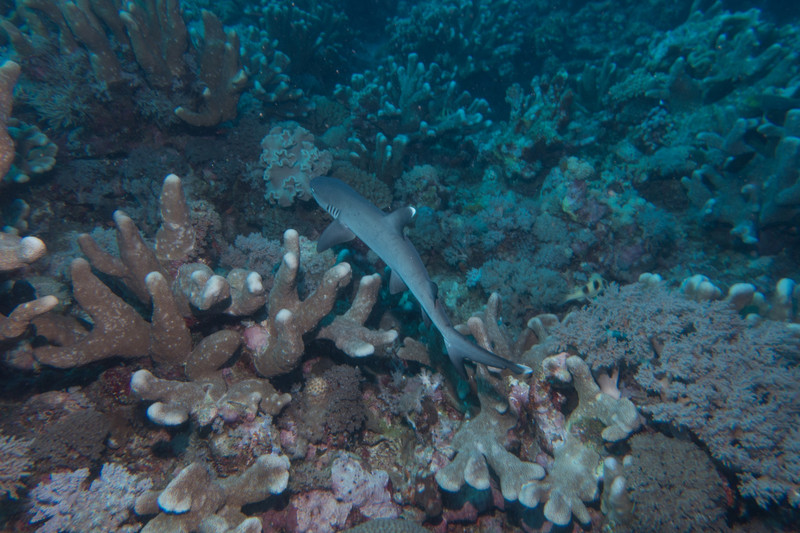 juvenile whitetip reef shark