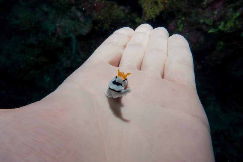 nudibranch on my hand