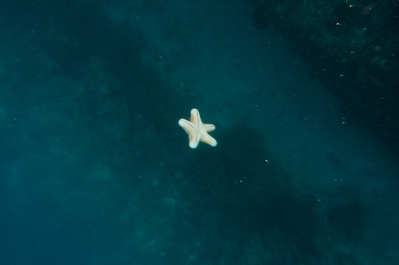 free falling starfish