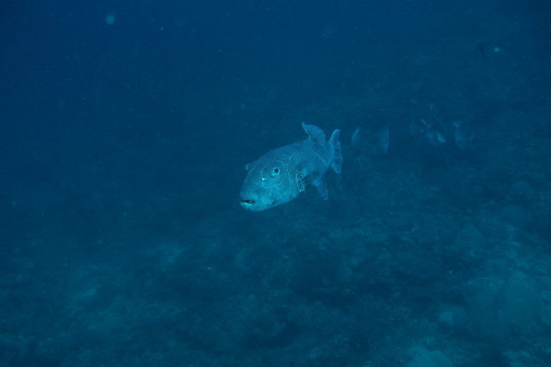 very large pufferfish