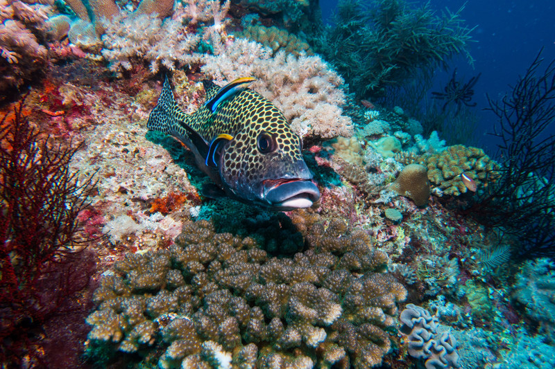 harlequin sweetlips and two cleaner wrasses