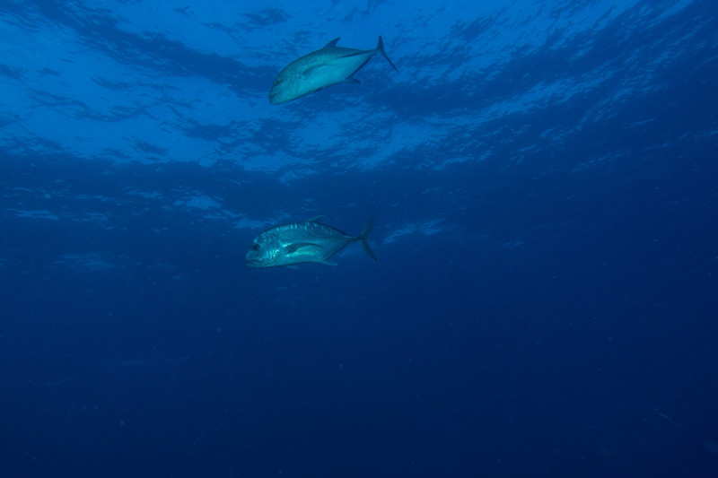 giant trevally and bluefin jack