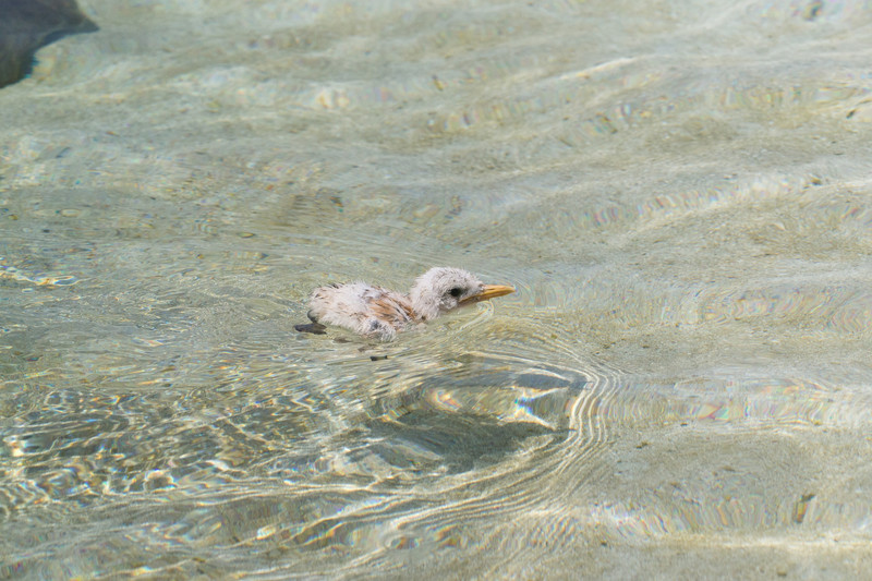 tiny cute chick paddling back to the beach