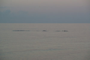 a pod of dolphins
