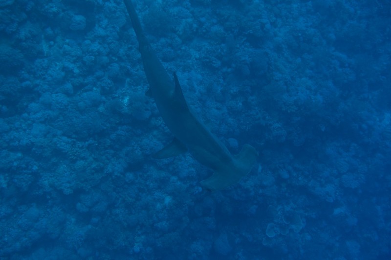 Scalloped hammerhead above the reef