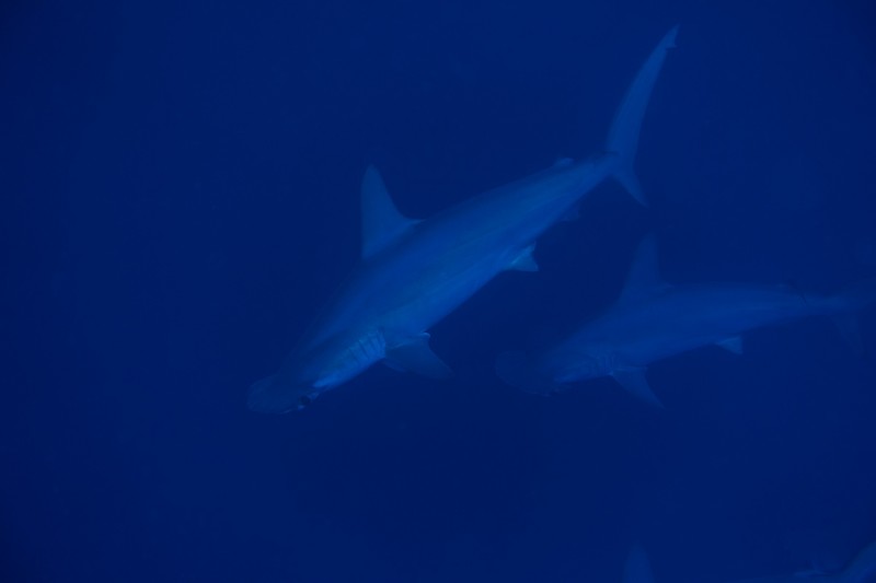 Scalloped hammerheads at Daedalus Reef!