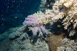 beautiful soft corals