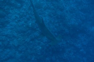 Scalloped hammerhead above the reef