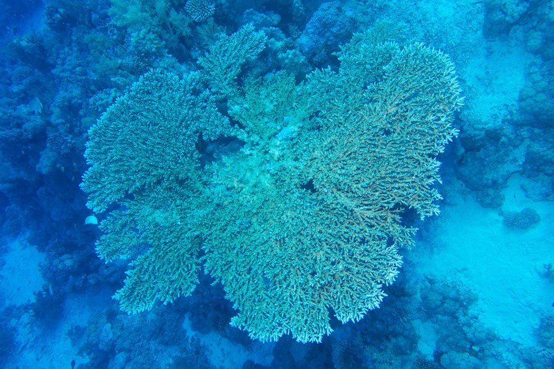 great coral