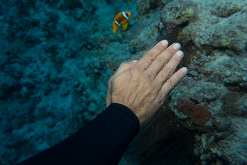 a coral shrimp on Sharif's hand