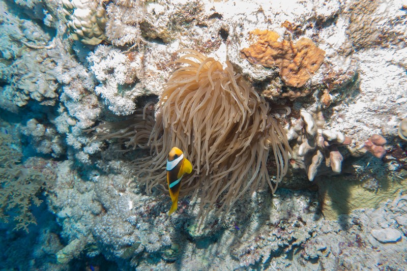 anemone and clownfish