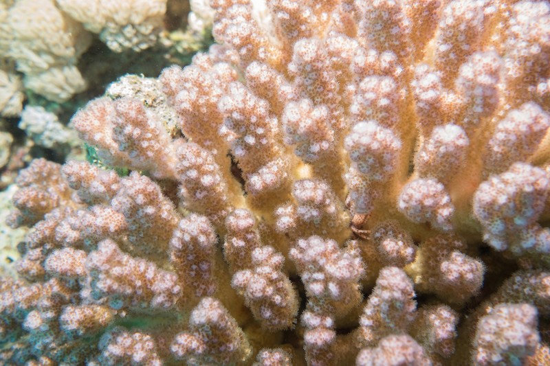 a coral and a crab hiding in there