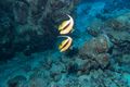 two red sea bannerfish