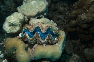 beautiful clam