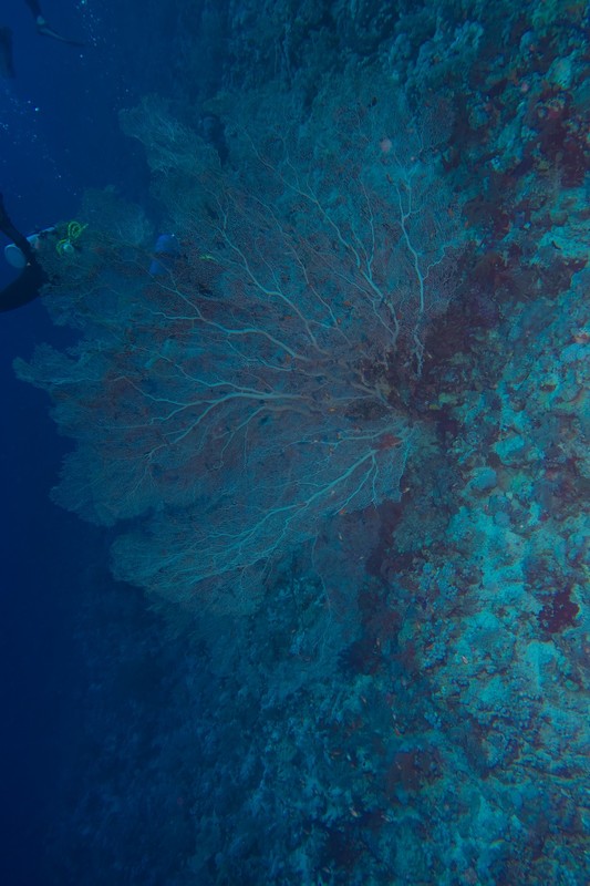 Large gorgonia fan on elphinstone reef