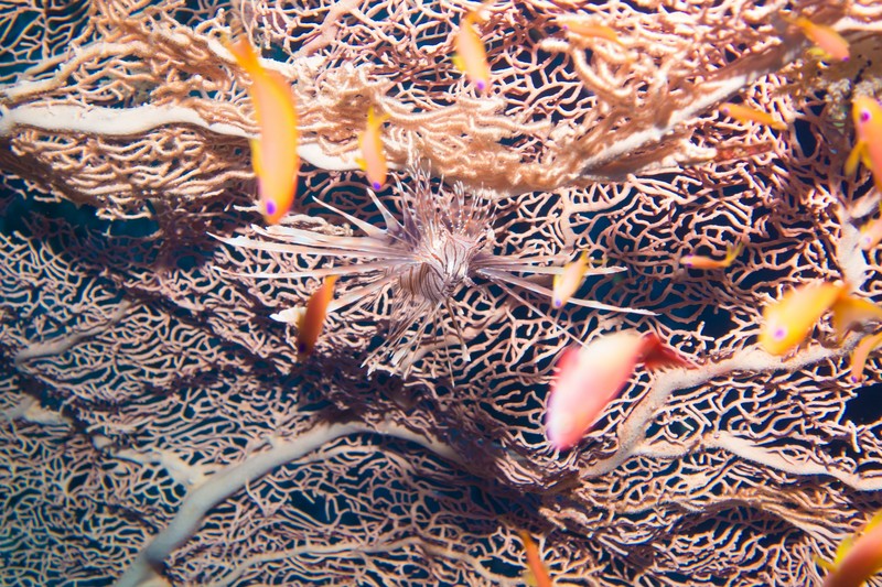 lionfish on gorgonia