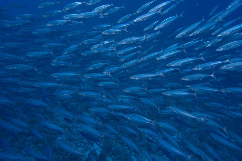 large swarm of fish