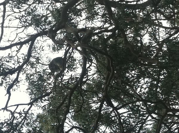 Koala's in Otway Park
