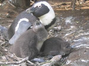 Pinguinos de la Península de El Cabo