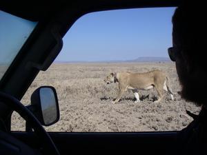 Llegamos al Serengeti!