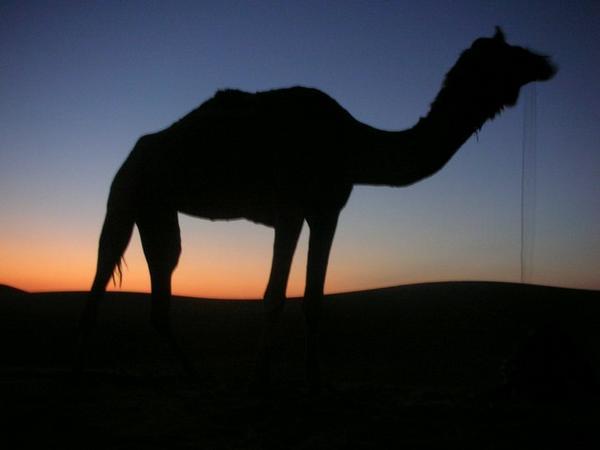 Sunset camel
