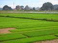 Arrozales - Rice paddies