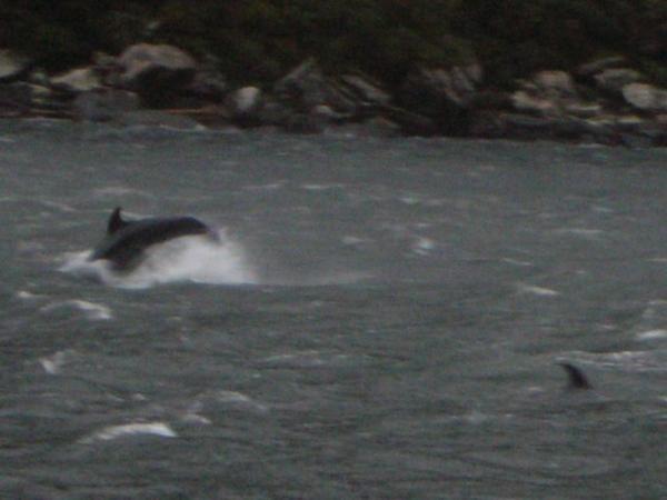 Delfines del fiordo / Fiord's dolphins