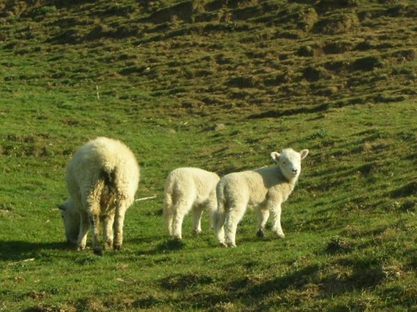 Ovejas kiwis / Kiwi sheep