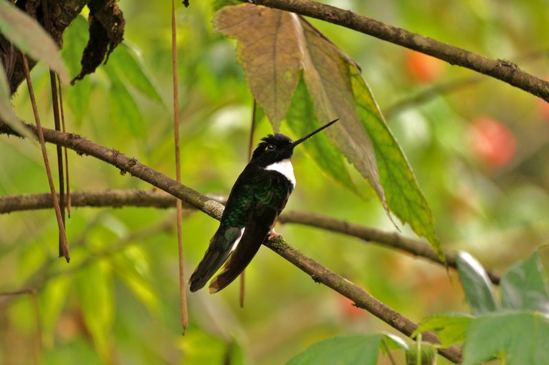 Kolibri, Valle Cocora