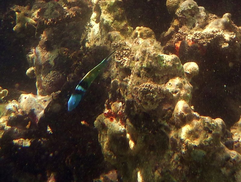 Korallen, Múcura