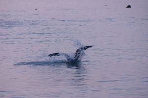 Pelikan auf der Jagd, Múcura