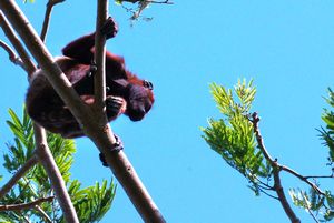 Affe am Rio Magdalena